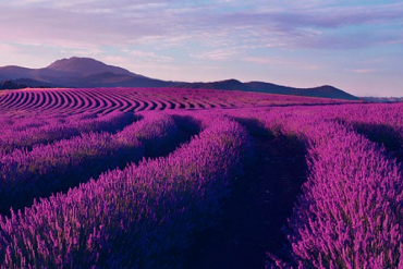 Cánh đồng hoa lavender nổi tiếng ở Úc